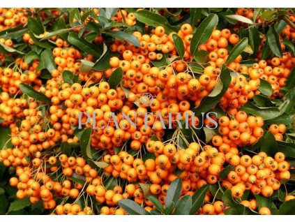 Hlohyně šarlatová 'Orange Charmer' / Pyracantha coccinea 'Orange Charmer'