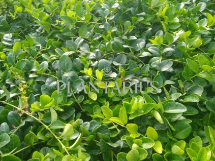 Barvínek menší 'Alba' / Vinca minor 'Alba'