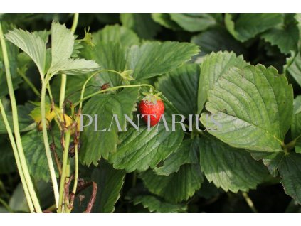 Jahodník jednouplodící 'Induka' / Fragaria ananassa 'Induka'