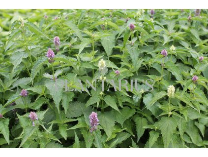 Agastache mexická 'Bavaria' / Agastache mexicana 'Bavaria'