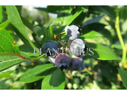 Borůvka chocholičnatá, kanadská borůvka 'Goldtraube' / Vaccinium corymbosum 'Goldtraube'