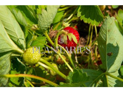 Jahodník jednouplodící 'Elvíra' / Fragaria ananassa 'Elvíra'