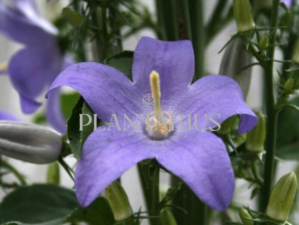 Zvonek jehlanitý / Campanula pyramidalis