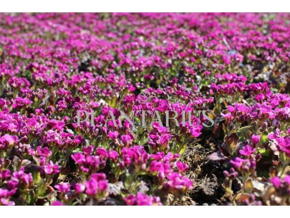 Huseník kavkazský 'Little Treasure Deep Rose' / Arabis caucasica 'Little Treasure Deep Rose'