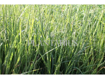 Bezkolenec modrý 'Dauerstrahl' / Molinia caerulea 'Dauerstrahl'