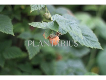 Maliník remontantní 'Fall Gold' / Rubus idaeus 'Fall Gold'