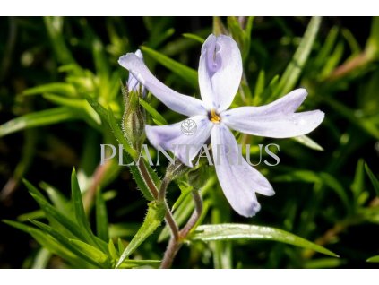 Plamenka šídlovitá 'G.F.Wilson' / Phlox subulata 'G.F.Wilson'