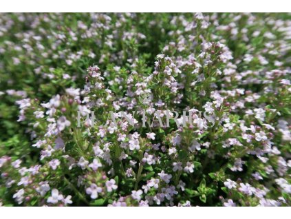 Tymián obecný 'Fredo' / Thymus vulgaris 'Fredo'