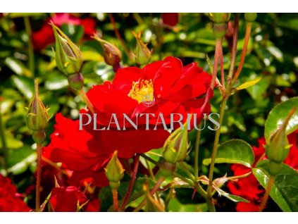 Růže mnohokvětá Kordes 'Mainaufeuer' / Rosa MK 'Mainaufeuer'