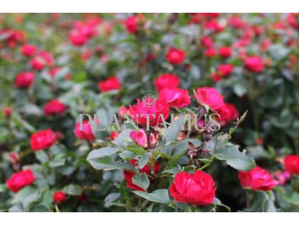 Růže mini Meilland 'Zepeti' ('Meibenbino') / Rosa MI 'Zepeti' ('Meibenbino')