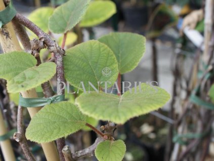 Aktinidie lahodná, kiwi - samčí 'Atlas' / Actinidia deliciosa 'Atlas'