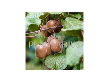 Aktinidie lahodná, kiwi - samosprašná 'Boskoop' / Actinidia deliciosa 'Boskoop'
