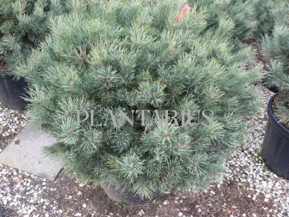 Borovice lesní 'Watereri' / Pinus sylvestris 'Watereri'