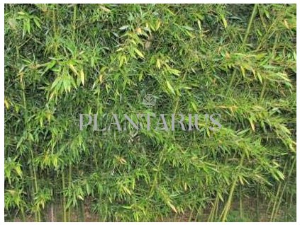 Bambus / Phyllostachys bissetii