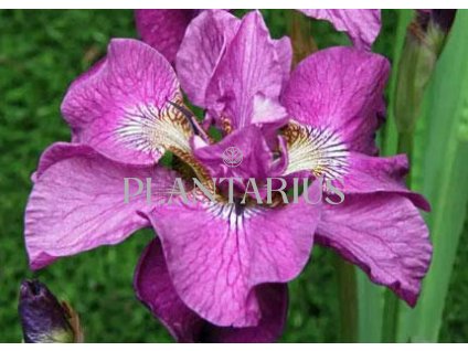 Kosatec sibiřský 'Tumble Bug' / Iris sibirica 'Tumble Bug'