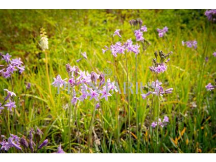 Tulbagie, česnek pokojový 'Green Blue' / Tulbaghia violacea 'Green Blue'