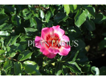 Růže mnohokvětá 'Blushing Babylon Eyes'® / Rosa MK 'Blushing Babylon Eyes'®
