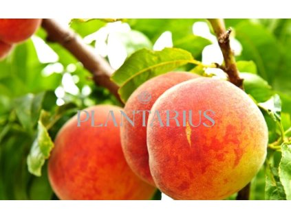 Broskvoň - středně raná 'Harbrite' / Prunus persica 'Harbrite'