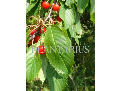 Třešeň ptačí / Prunus avium