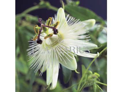 Mučenka 'Constance Elliott' / Passiflora 'Constance Elliott'