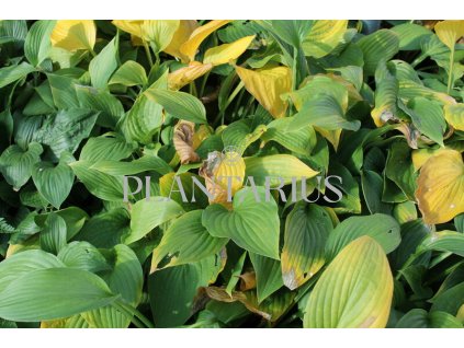Bohyška 'Albopicta' / Hosta fortunei 'Albopicta'