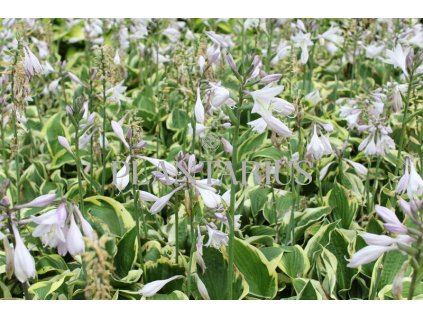 Bohyška 'Anne' / Hosta 'Anne'
