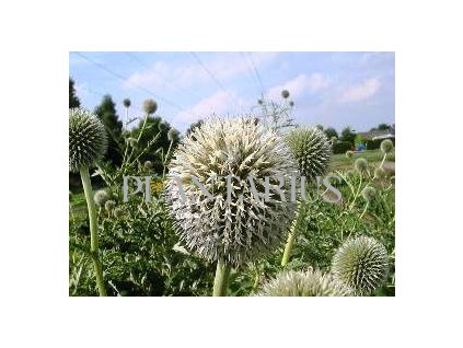 Bělotrn banátský 'Star Frost' / Echinops bannaticus 'Star Frost'