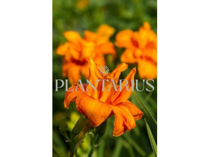 Denivka 'Bandolero' / Hemerocallis 'Bandolero'