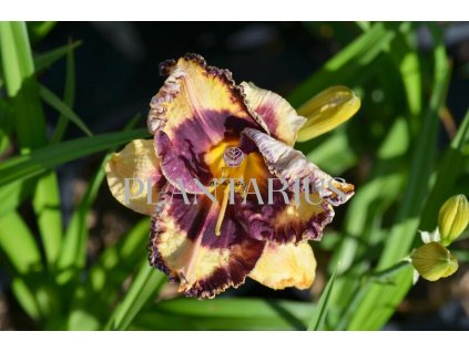 Denivka 'Awesome Blossom' / Hemerocallis 'Awesome Blossom'