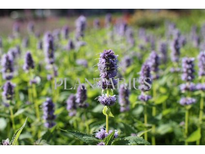 Agastache 'Blue Fortune' / Agastache hybrida 'Blue Fortune'