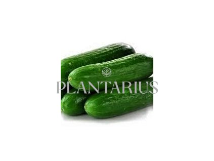 Okurka salátová skleníková 'Sherpa F1' / Cucumis sativus 'Sherpa' F1
