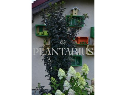 Bez černý 'Black Tower' / Sambucus nigra 'Black Tower' (Varianta Kontejner o objemu 2,5 litru velikost 20-30 cm)