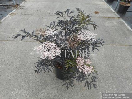 Bez černý 'Black Lace' / Sambucus nigra 'Black Lace' (Varianta Kontejner o objemu 2,5 litru velikost 20-30 cm)
