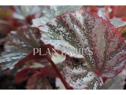 Begónie královská 'Rex Bealeaf Yukon Frost' / Begonia hybrida 'Rex Bealeaf Yukon Frost' (Varianta Kontejner o objemu 2 litry)