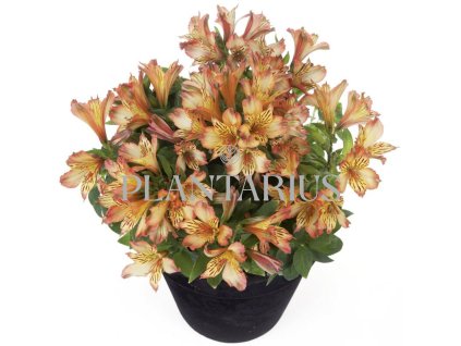 Alstromérie, boubelka 'Inticancha Bryce' / Alstroemeria hybrida 'Inticancha Bryce' (Varianta Kontejner o objemu 1 litr)