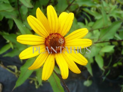 Janeba drsná 'Summer Nights' / Heliopsis helianthoides var. scabra 'Summer Nights' (Varianta Květník o průměru 9 cm)