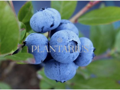 Borůvka chocholičnatá, kanadská borůvka 'Denise Blue' / Vaccinium corymbosum 'Denise Blue' (Varianta Květník o průměru 14 cm)