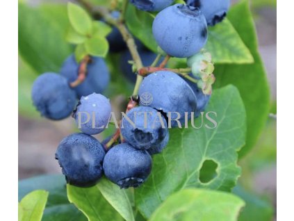 Borůvka chocholičnatá, kanadská borůvka 'Toro' / Vaccinium corymbosum 'Toro' (Varianta Květník o průměru 14 cm)