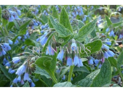 Kostival 'Hidcote Blue' / Symphytum grandiflorum 'Hidcote Blue'