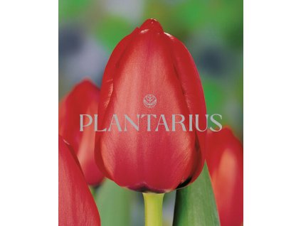 63813 tulipan darwin hybrid red impression tulipa darwin hybrid red impression cibule baleni 10 ks