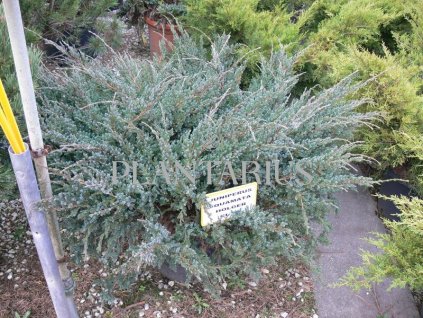 Jalovec šupinatý 'Holger' / Juniperus squamata 'Holger'