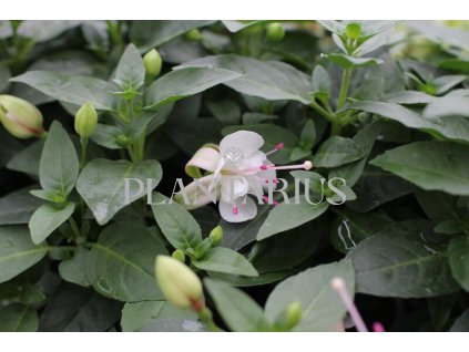 63930 fuchsie cilko polar fuchsia hybrida polar kontejner o objemu 1 litr