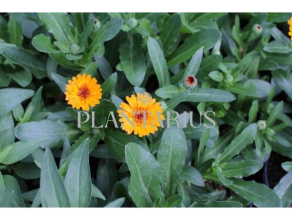 63984 mesicek lekarsky tangerine calendula officinalis cheers tangerine kontejner o objemu 1 litr