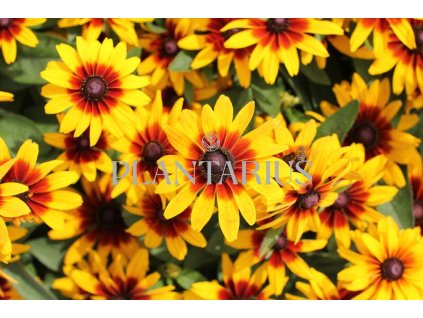 64005 trapatka srstnata minibeckia flame rudbeckia hirta minibeckia flame kontejner o objemu 1 litr