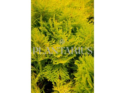 64047 zerav tuje zapadni amber glow thuja occidentalis amber glow kontejner o objemu 10 litru