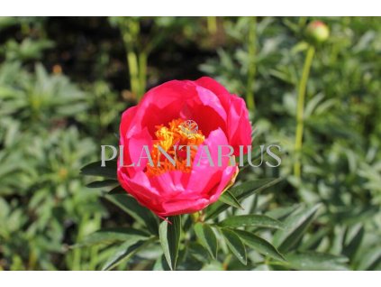 64056 pivonka belokveta flame paeonia lactiflora flame kontejner o objemu 10 litru