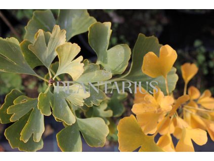 64122 jinan dvoulalocny andre briant ginkgo biloba andre briant kontejner o objemu 10 litru velikost 100 125 cm