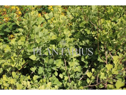 64125 jinan dvoulalocny fastigiata blagon ginkgo biloba fastigiata blagon kontejner o objemu 10 litru velikost 100 125 cm