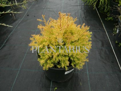 64170 zerav tuje zapadni rheingold thuja occidentalis rheingold kontejner o objemu 10 litru velikost 20 30 cm