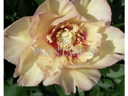 64227 pivonka itoh hybrid callie s memory paeonia itoh hybrid callie s memory kontejner o objemu 10 litru velikost 20 40 cm